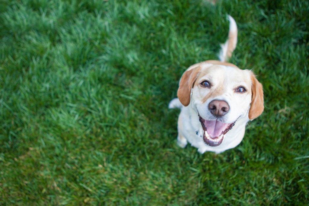 a dog playing outside