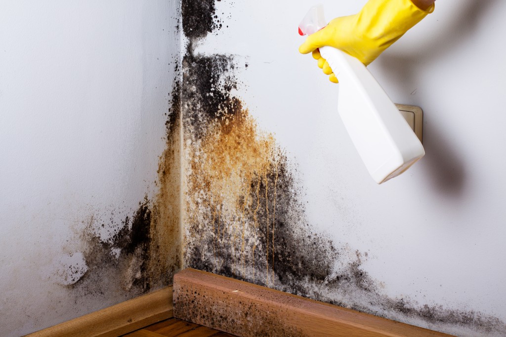 cleaning black mold