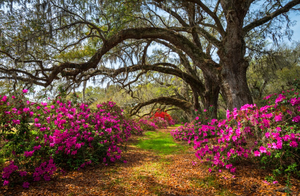 blooming flowers, falling leaves