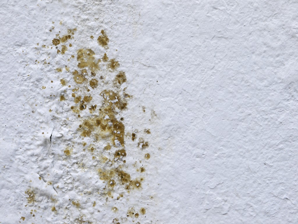 mold infestation