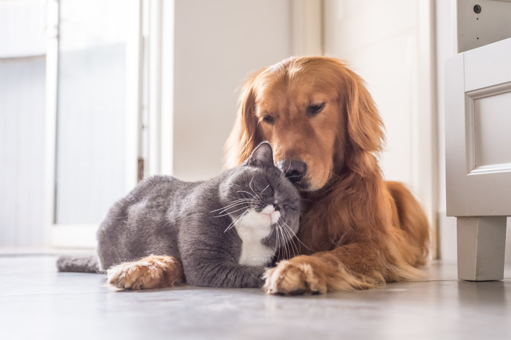 A cat and dog cuddling on the floor
