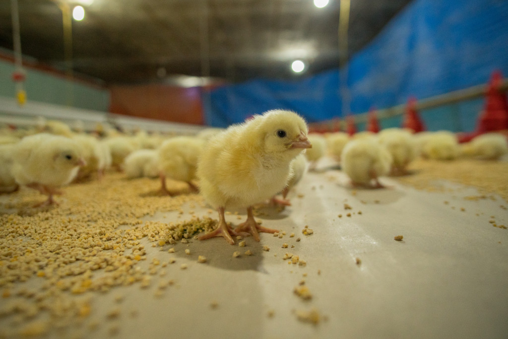 portrait of a chick standing in a farm house with other chicks
